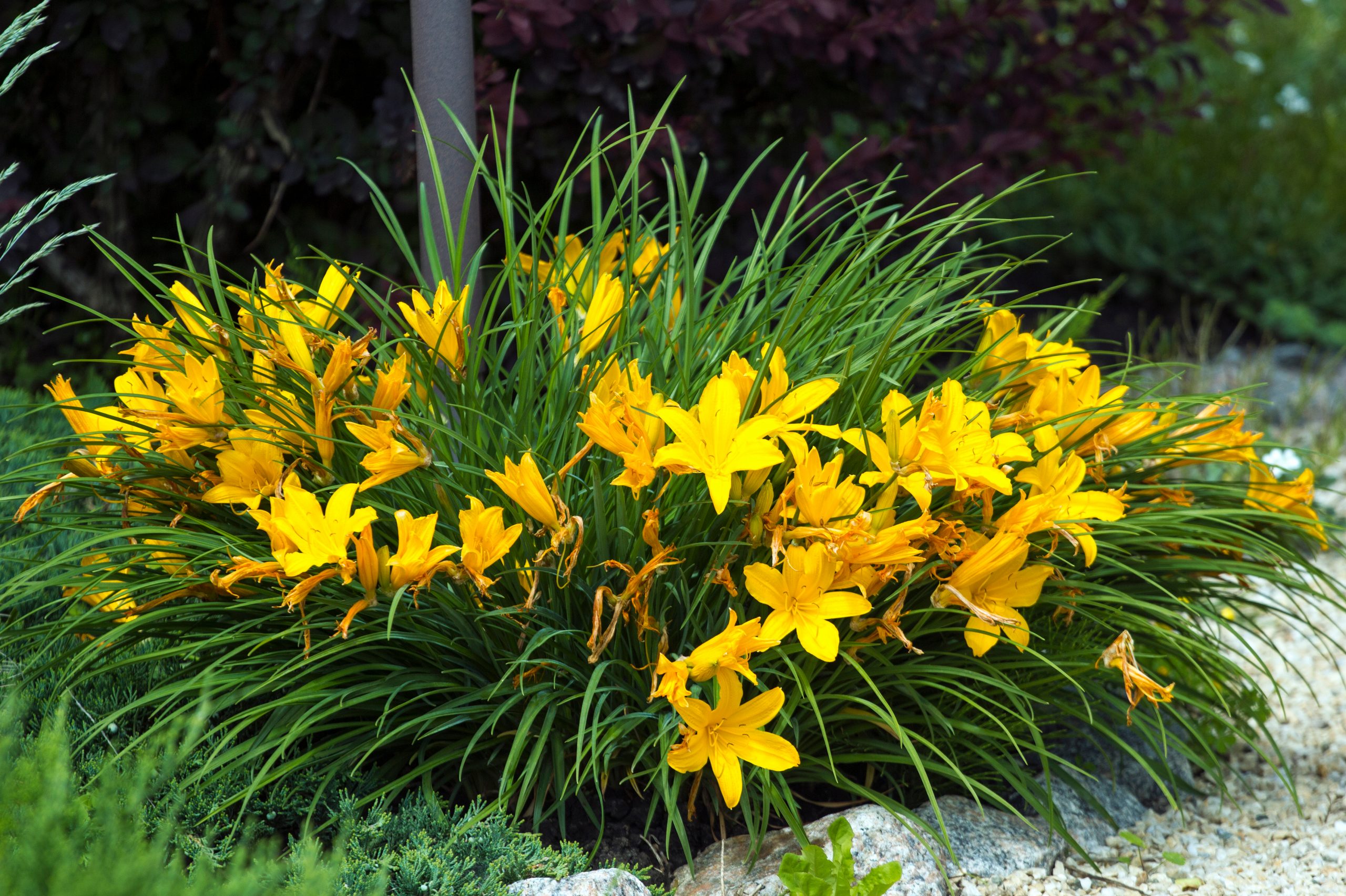 Yellow,Daylily,Flowers,In,A,Garden