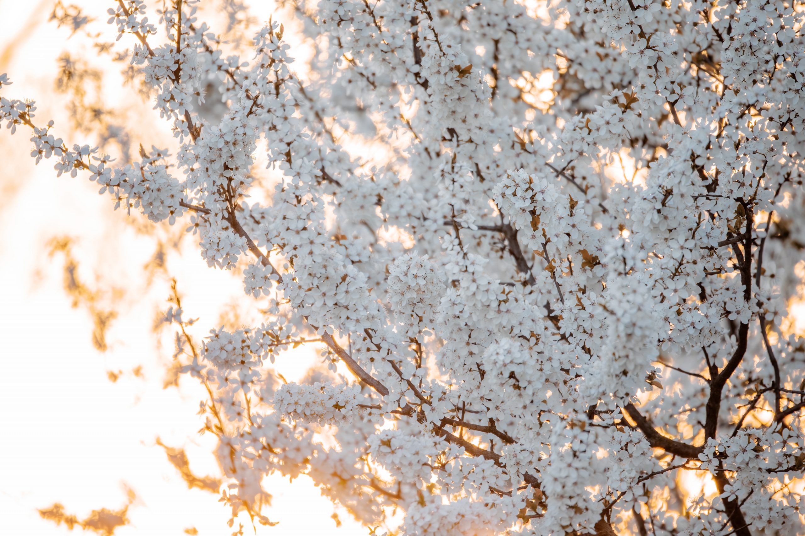 Midland,Hawthorn,(crataegus,Laevigata),,White,Flowering,Tree,In,Springtime,,Europe